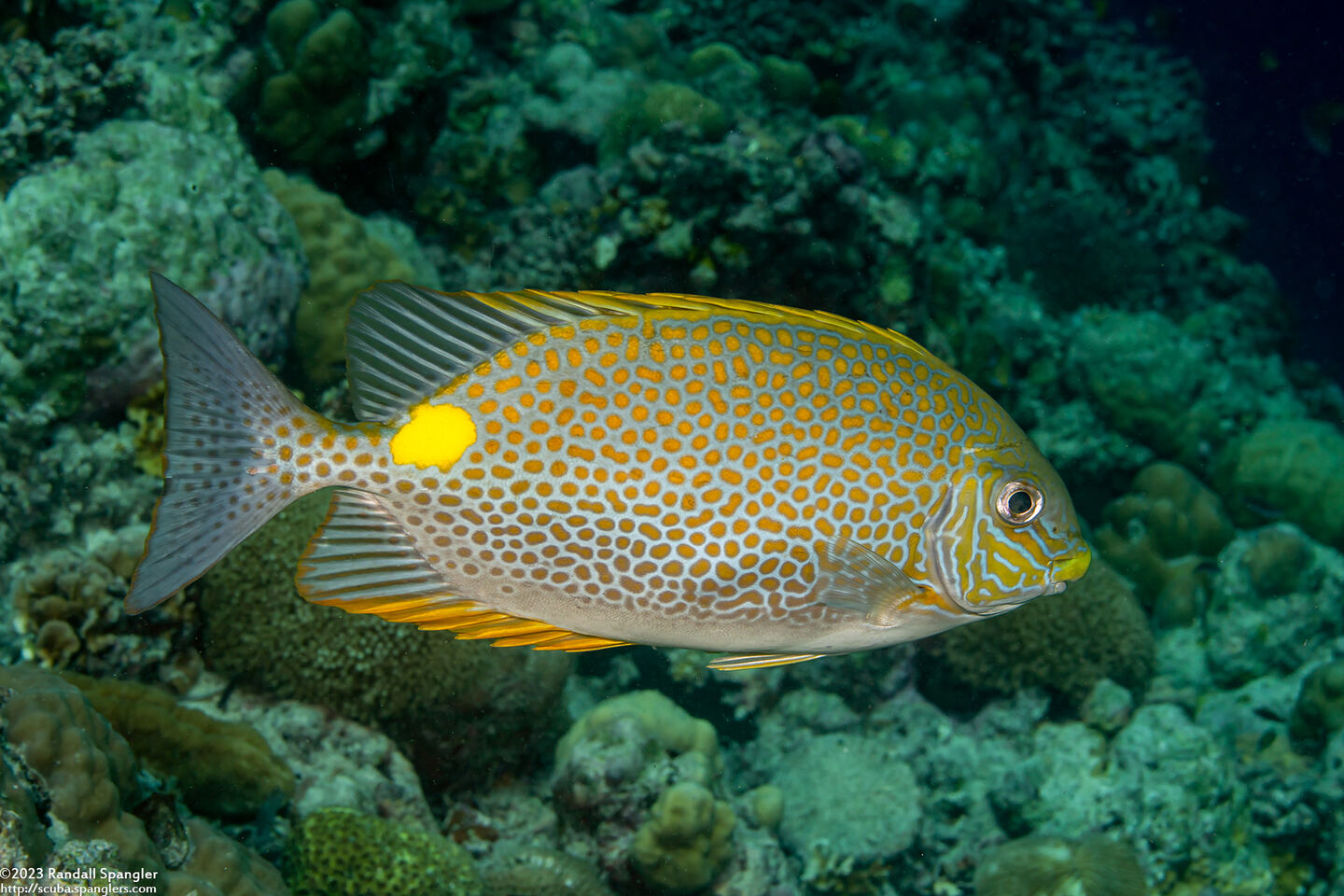 Siganus guttatus (Golden Rabbitfish)