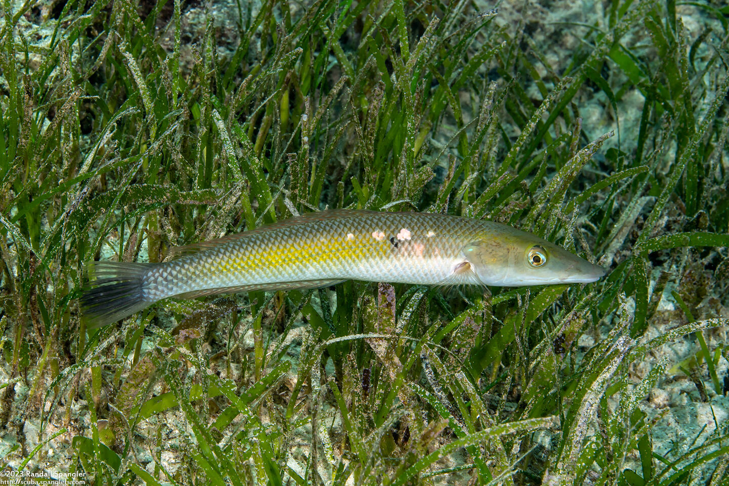 Cheilio inermis (Cigar Wrasse)
