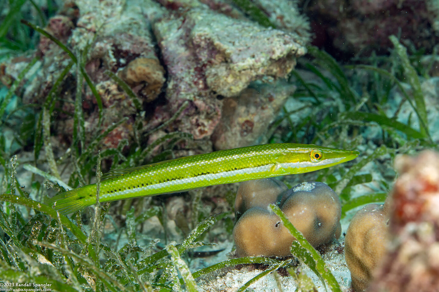 Cheilio inermis (Cigar Wrasse)