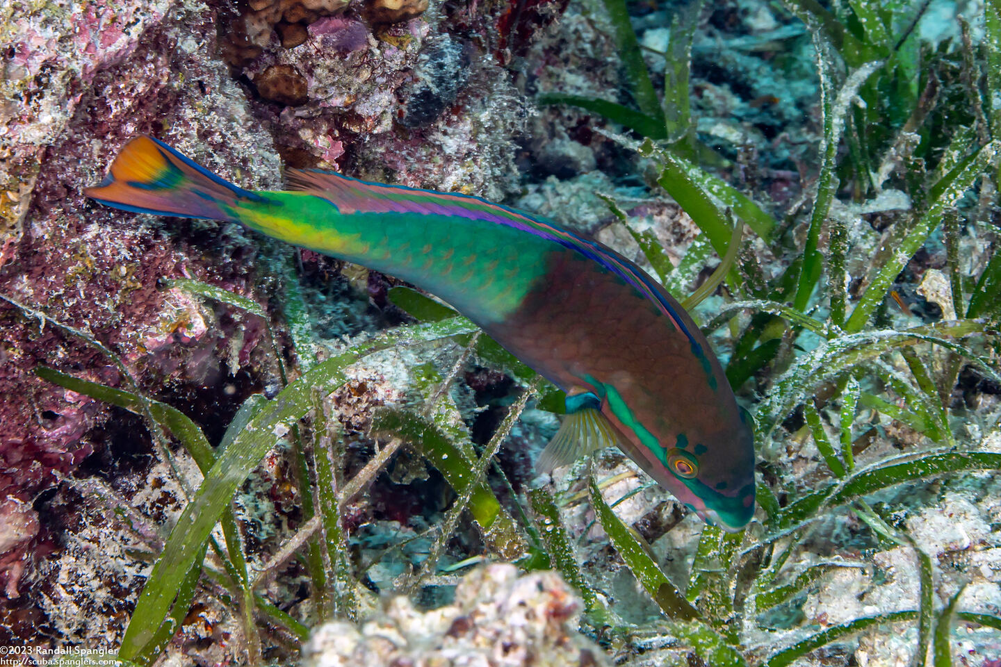 Scarus flavipectoralis (Yellowfin Parrotfish)