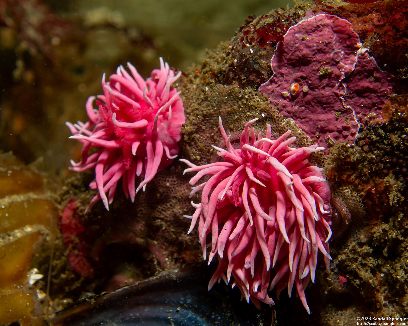 Okenia rosacea (Hopkins' Rose Nudibranch)