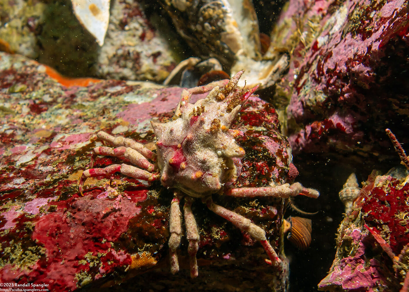 Pugettia richii (Cryptic Kelp Crab)