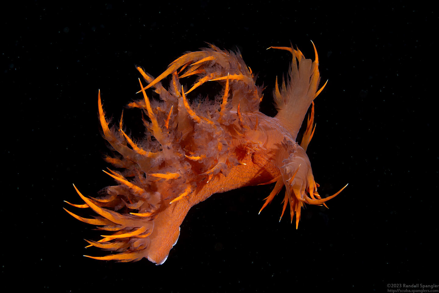 Dendronotus iris (Rainbow Dendronotus); Swimming
