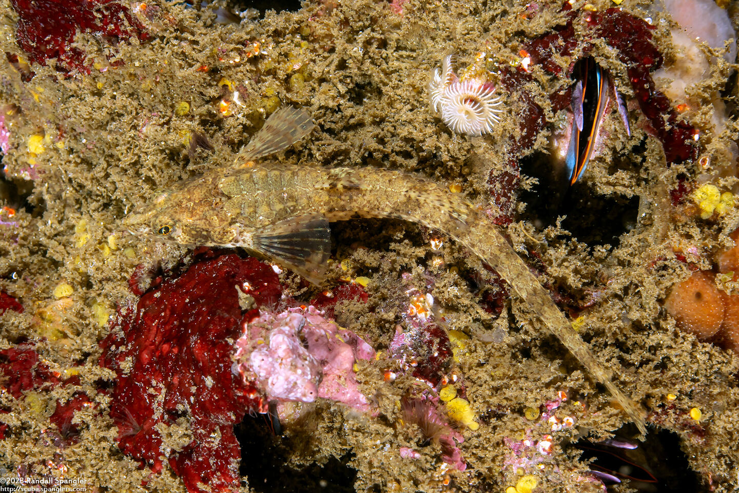 Odontopyxis trispinosa (Pygmy Poacher)