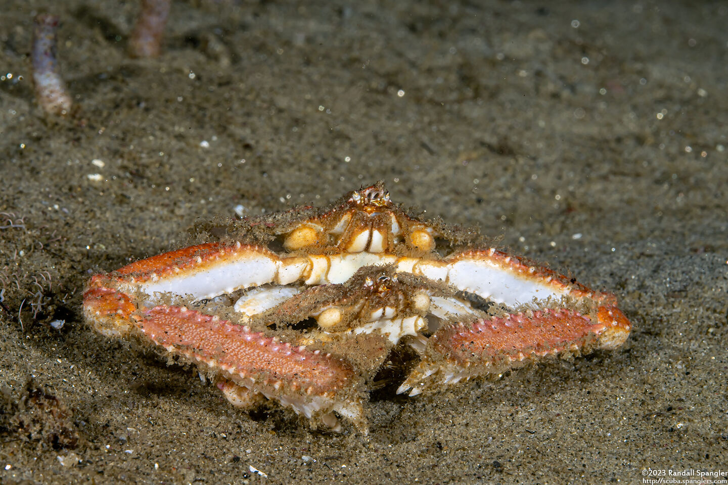 Latulambrus occidentalis (Sandflat Elbow Crab)