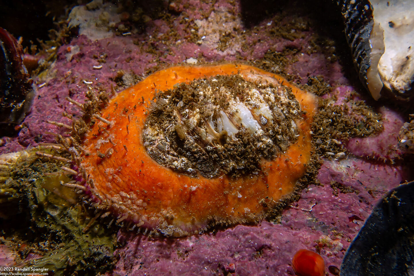 Placiphorella velata (Veiled Chiton)