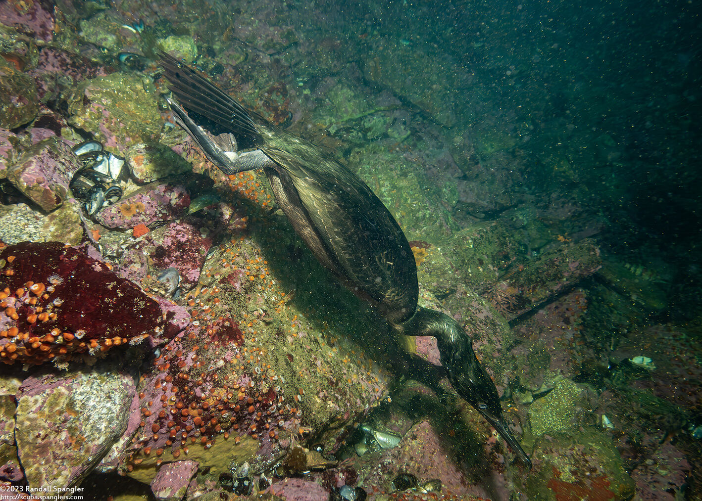 Phalacrocorax pelagicus (Pelagic Cormorant)