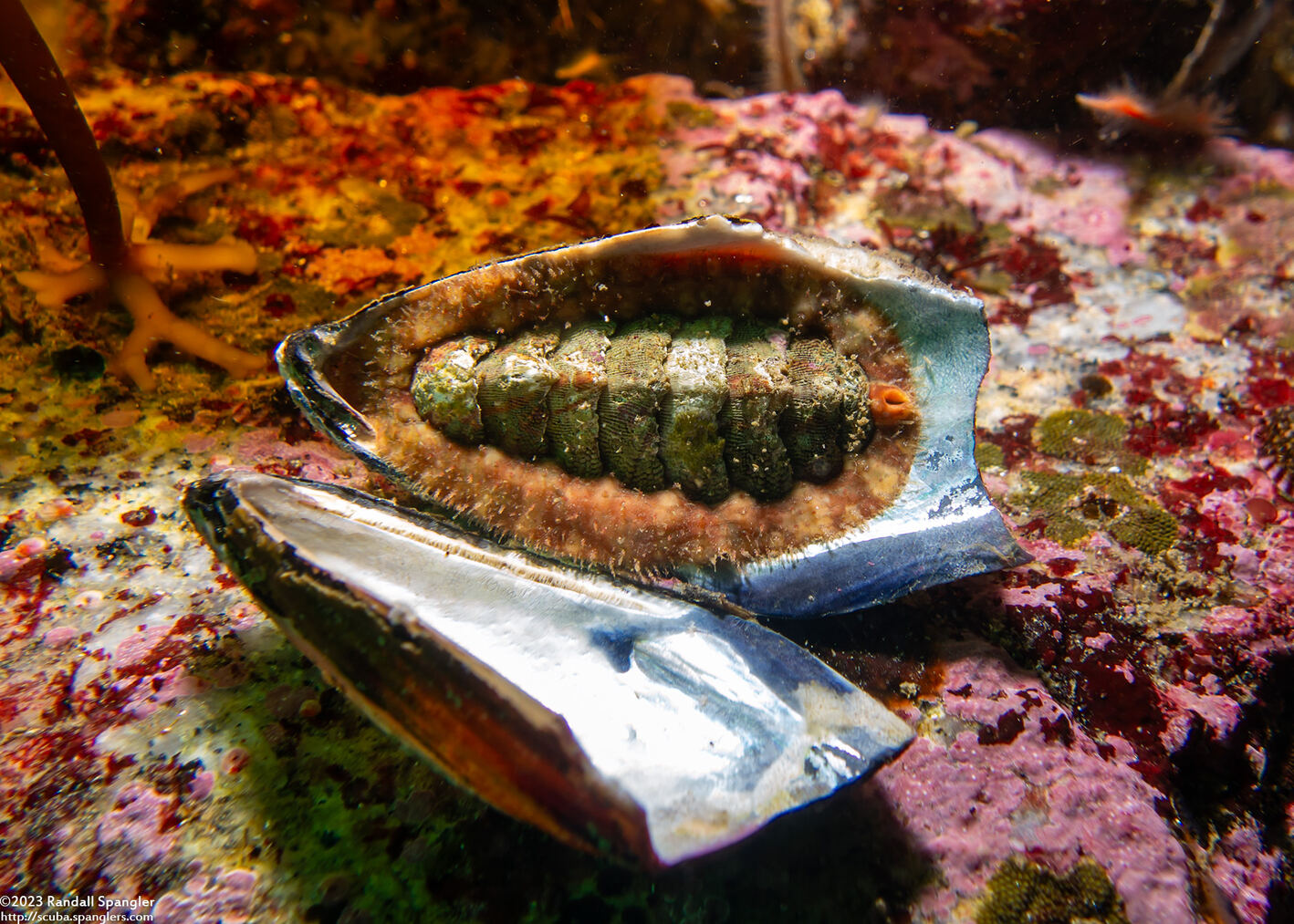 Mopalia spectabilis (Red-Flecked Mopalia)