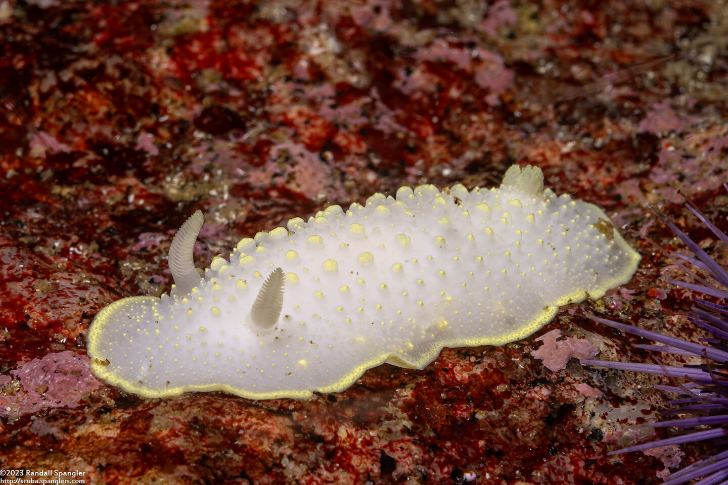 Cadlina luteomarginata (Yellow Margin Cadlina)
