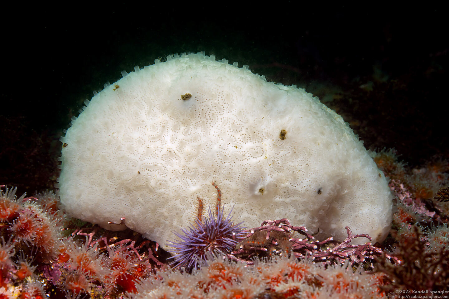 Aplidium californicum (Sea Pork)