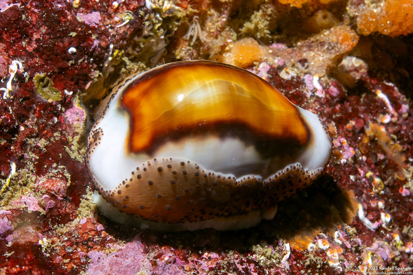 Neobernaya spadicea (Chestnut Cowry)