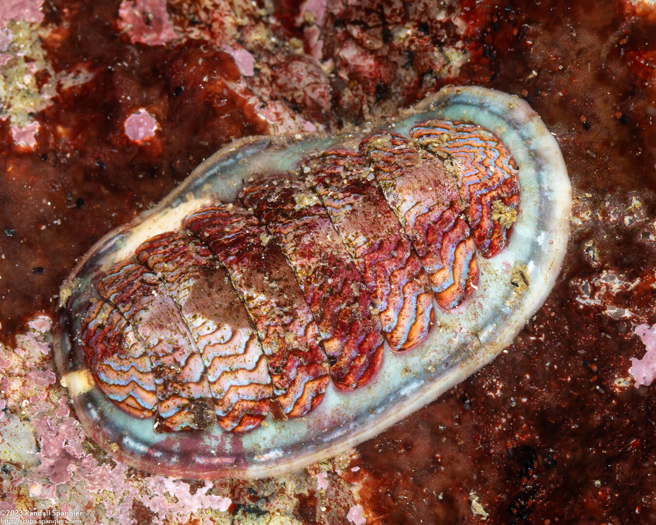 Tonicella lokii (Flame Lined Chiton)