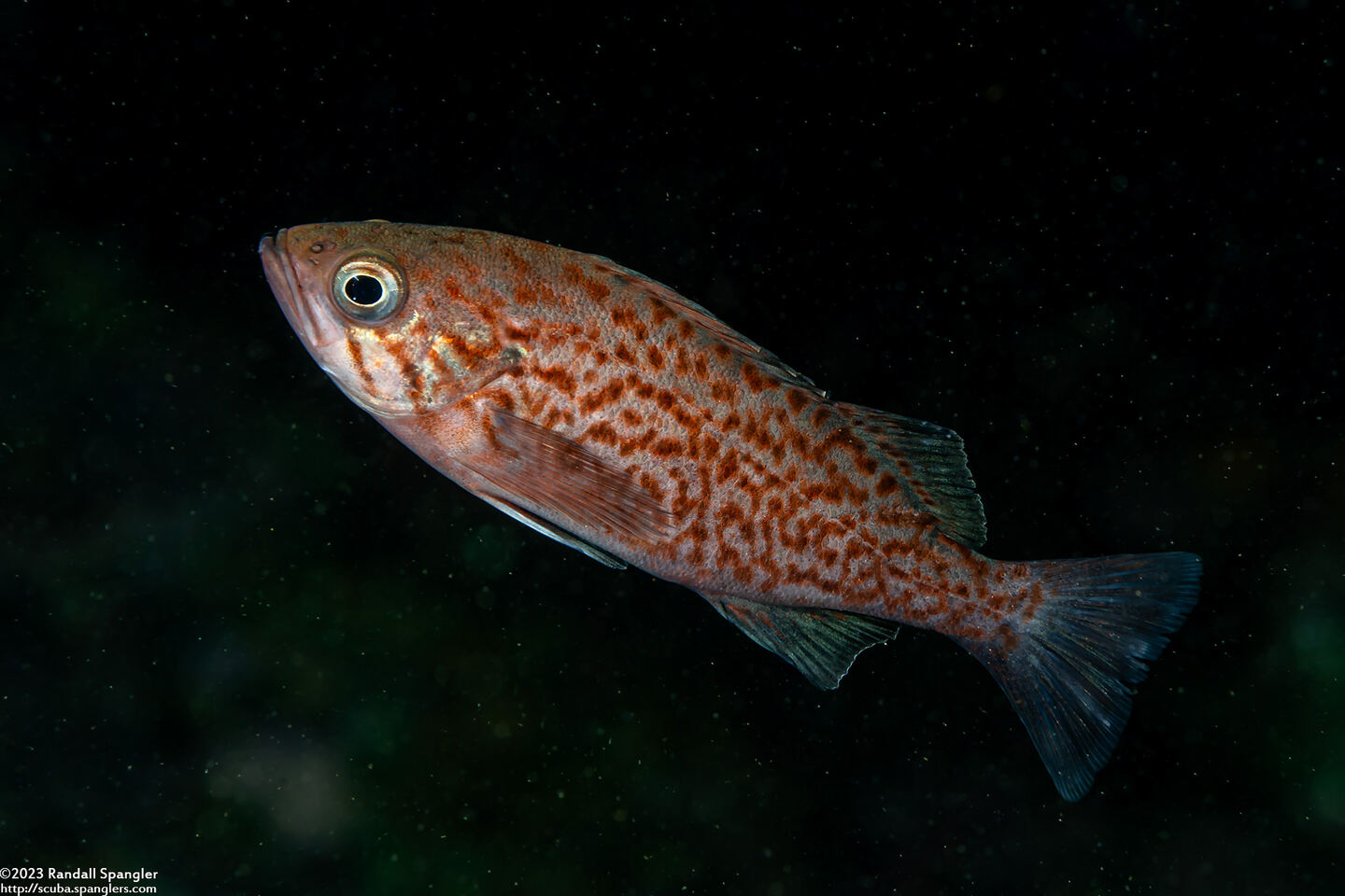 Sebastes mystinus (Blue Rockfish)