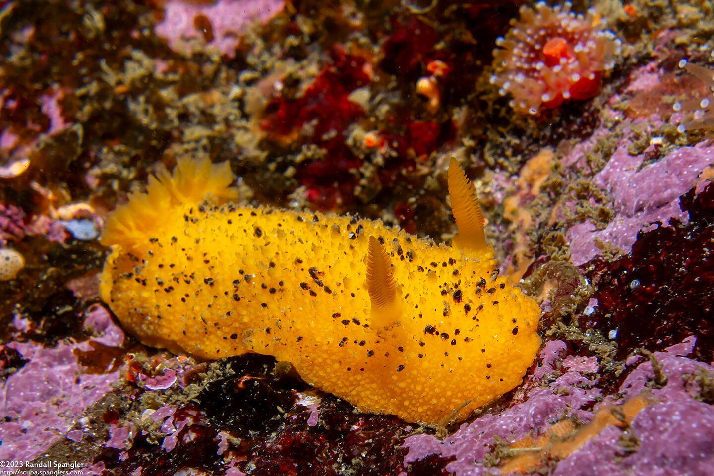 Doris montereyensis (Monterey Dorid)