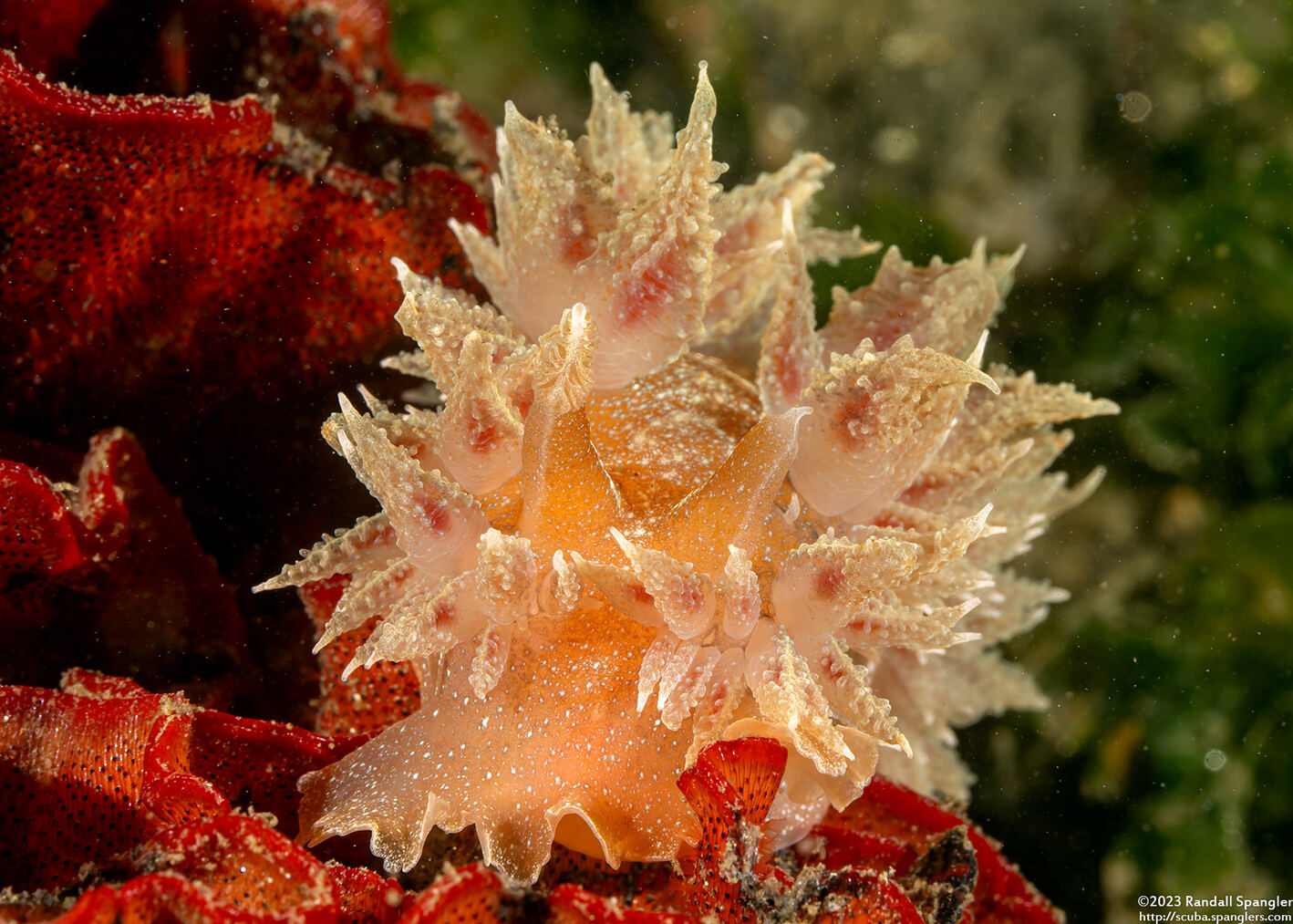 Dirona picta (Colorful Dirona)