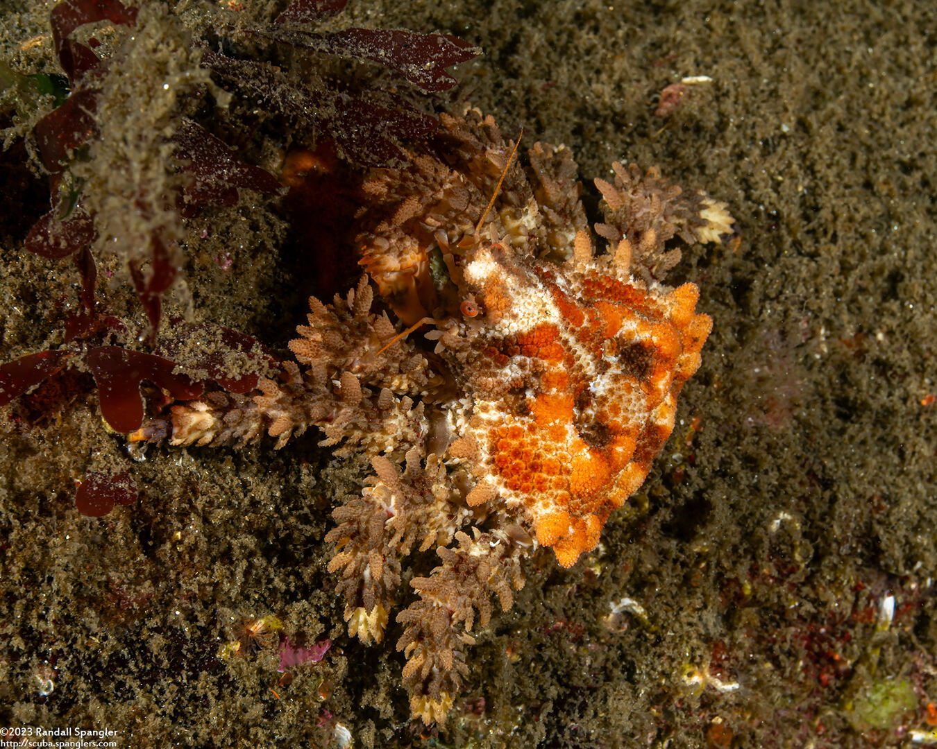Phyllolithodes papillosus (Heart Crab)