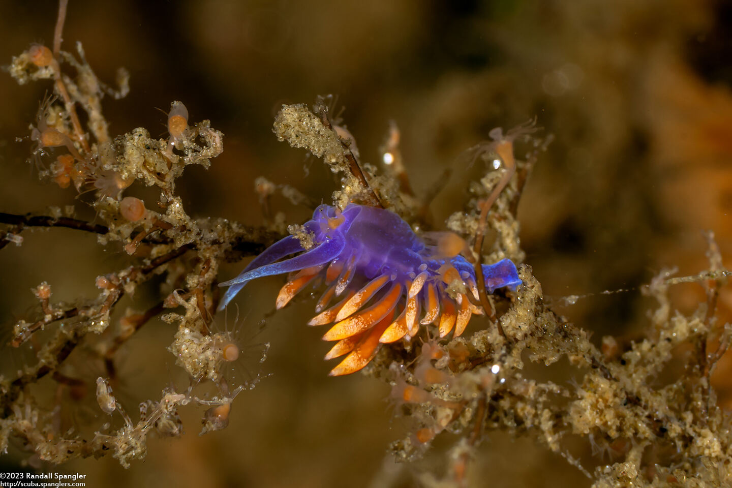 Flabellinopsis iodinea (Spanish Shawl); Tiny one, less than 1/2" long