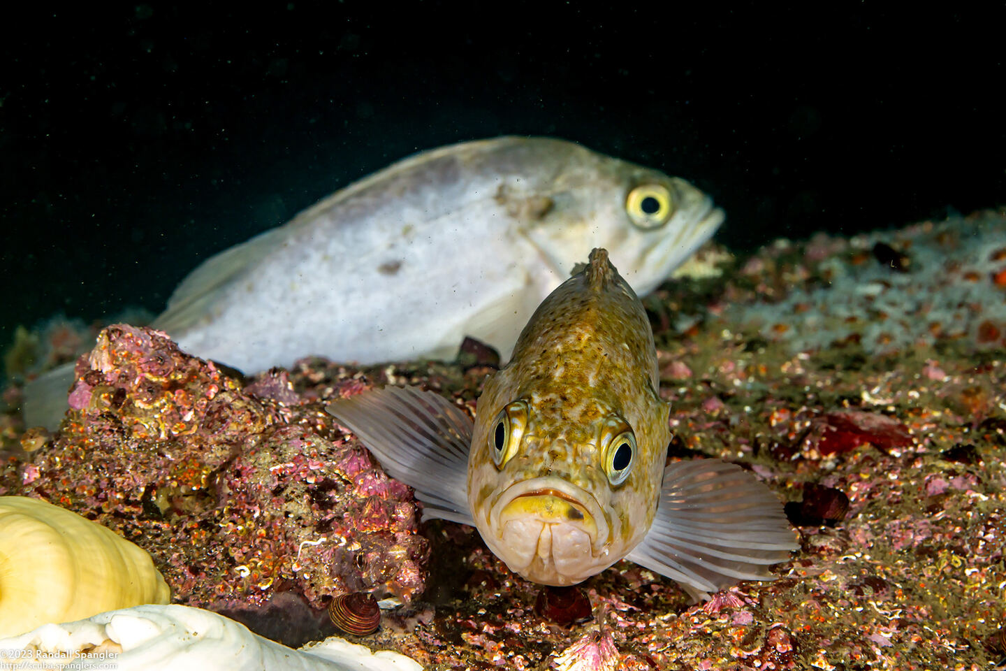 Sebastes atrovirens (Kelp Rockfish)