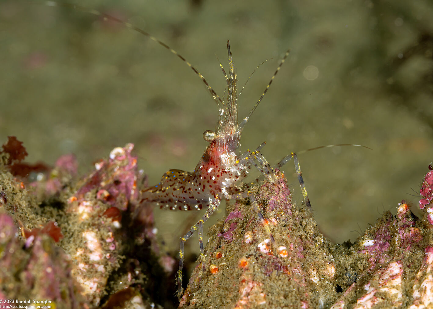 Pandalus danae (Dock Shrimp)