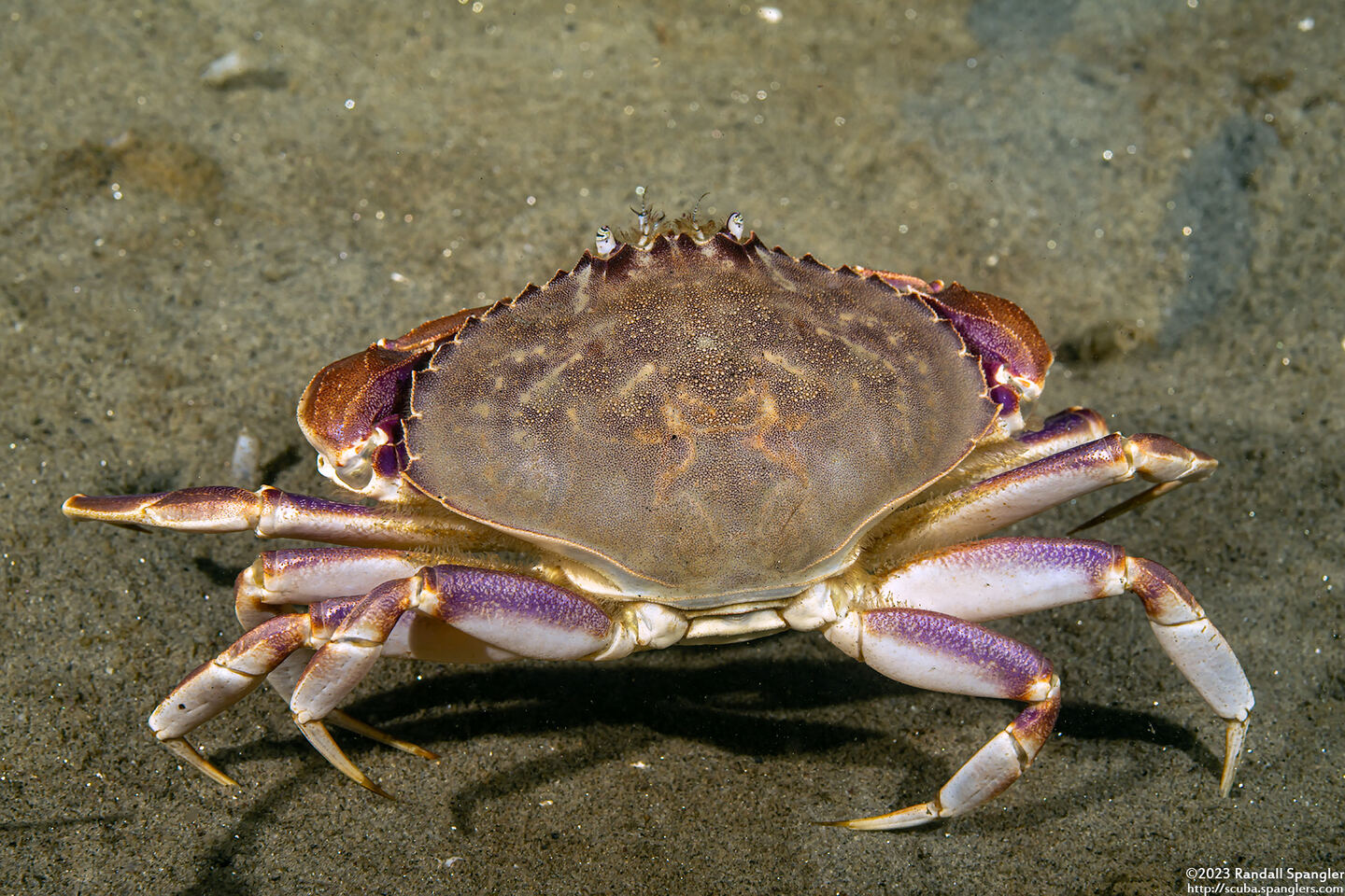 Metacarcinus gracilis (Graceful Crab)