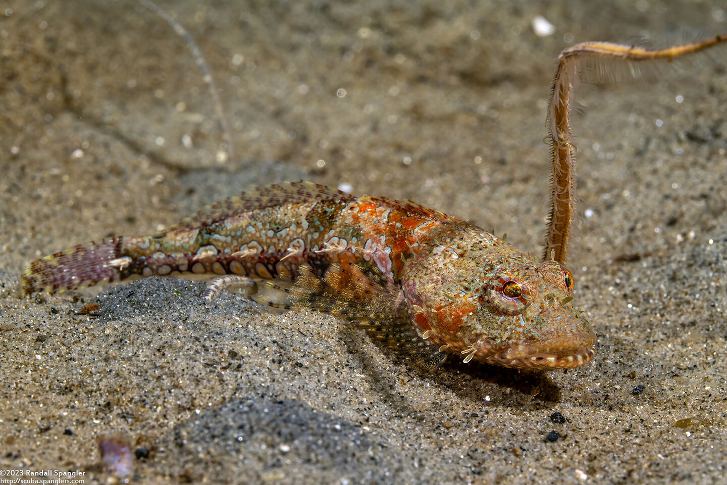 Artedius corallinus (Coralline Sculpin)