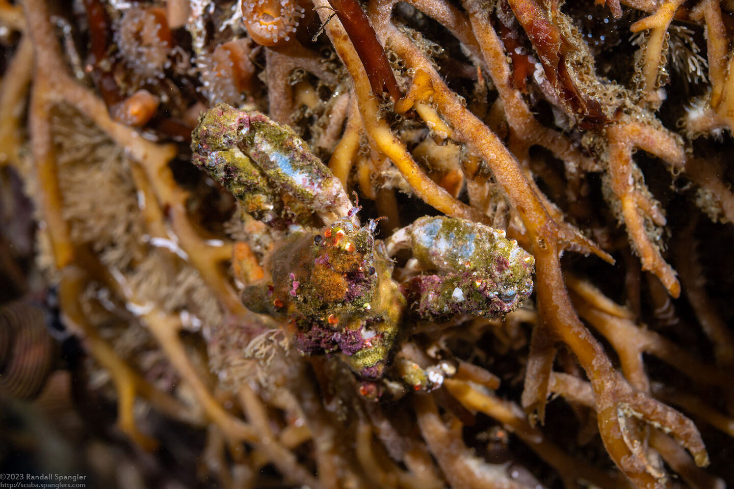 Scyra acutifrons (Sharpnose Crab)