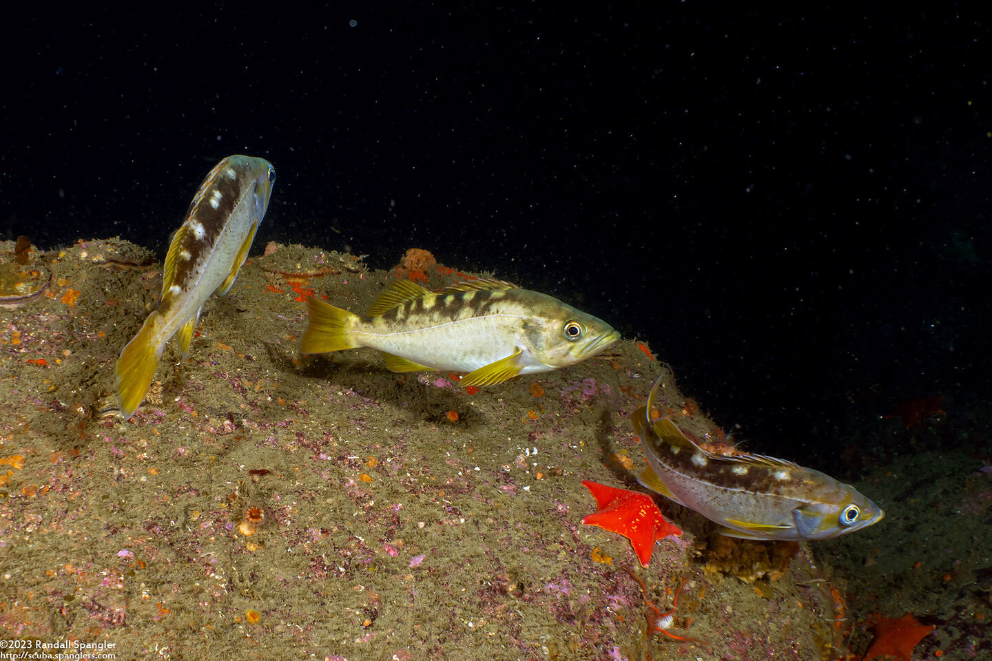 Sebastes flavidus (Yellowtail Rockfish)