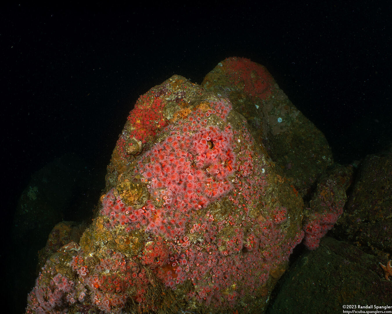 Corynactis californica (Club-Tipped Anemone)