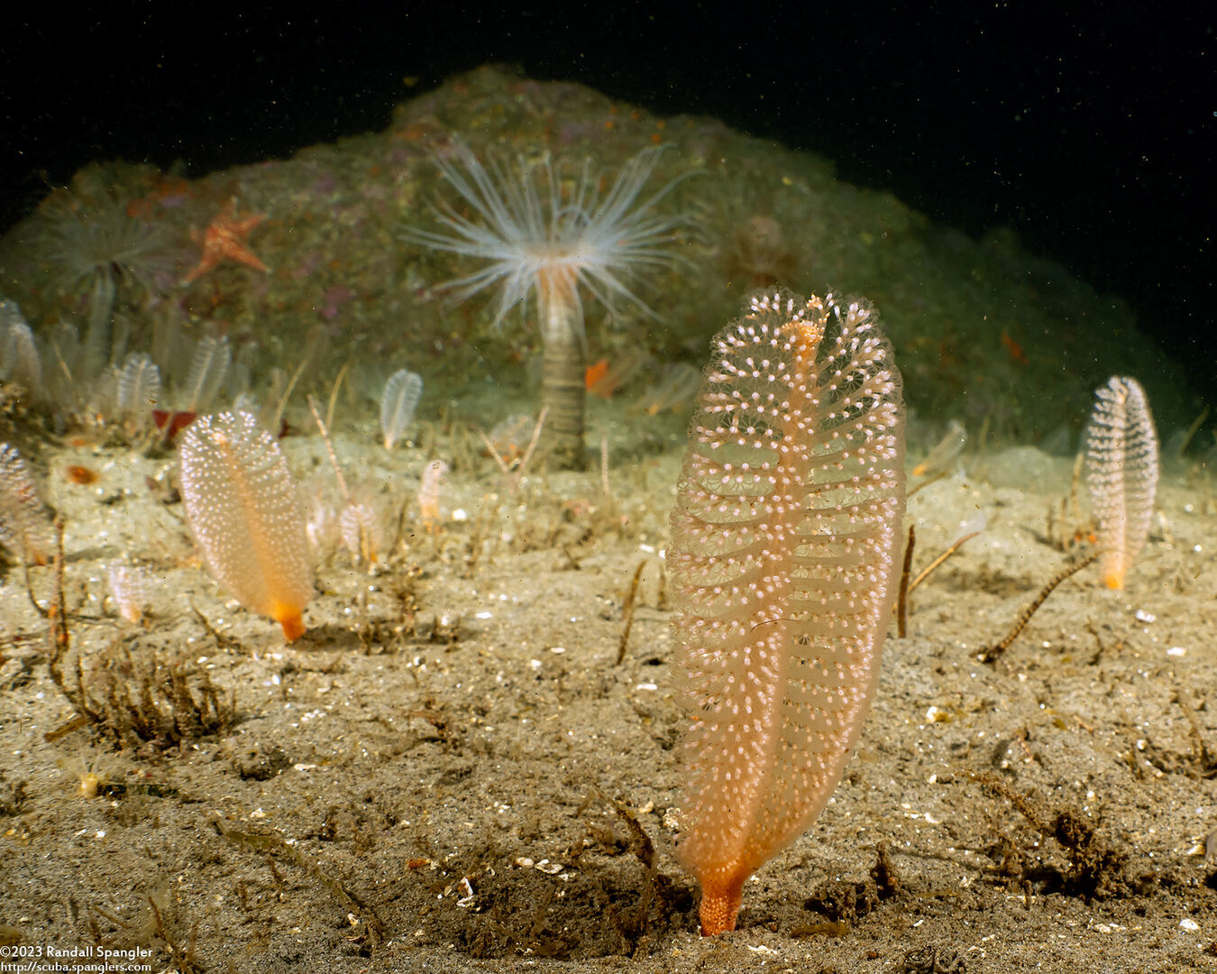 Virgularia sp.4 (Virgularia sp.4)