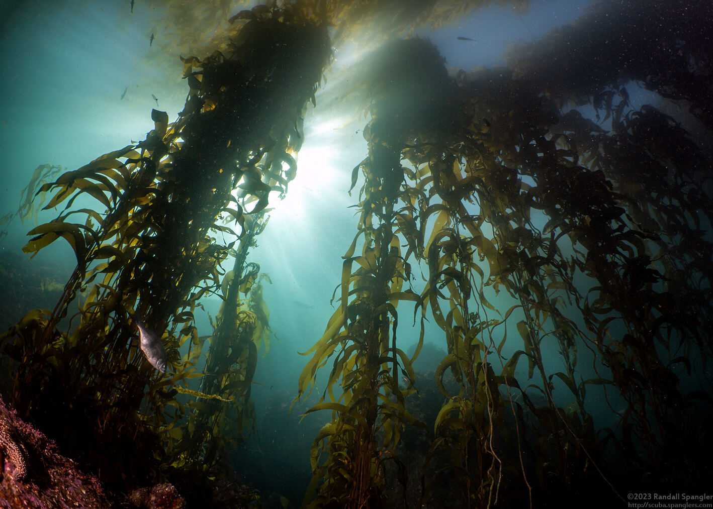 Macrocystis pyrifera (Giant Kelp)