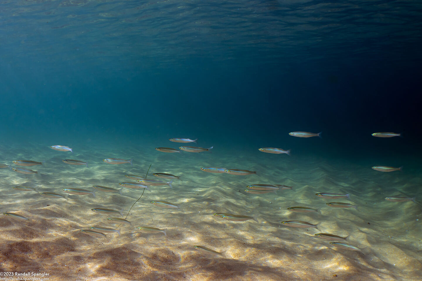 Atherinopsis californiensis (Jacksmelt)
