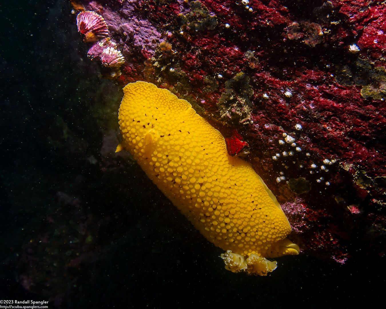 Peltodoris nobilis (Sea Lemon)