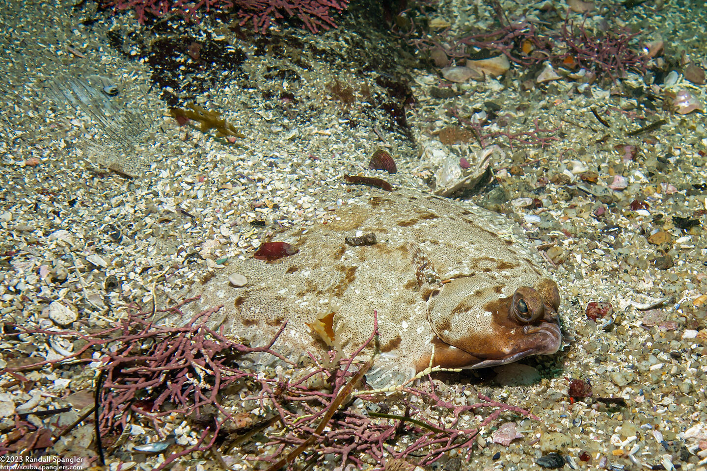 Pleuronichthys coenosus (C-O Sole)