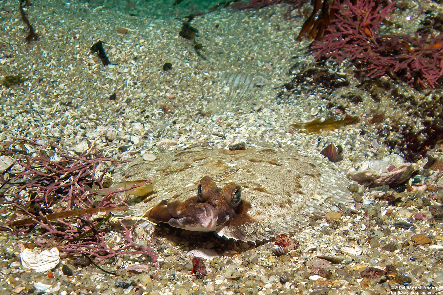 Pleuronichthys coenosus (C-O Sole)