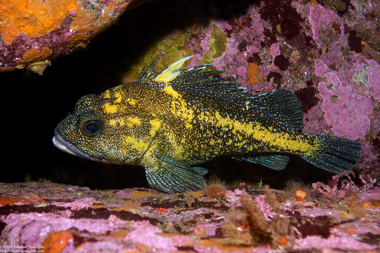 Sebastes nebulosus (China Rockfish)