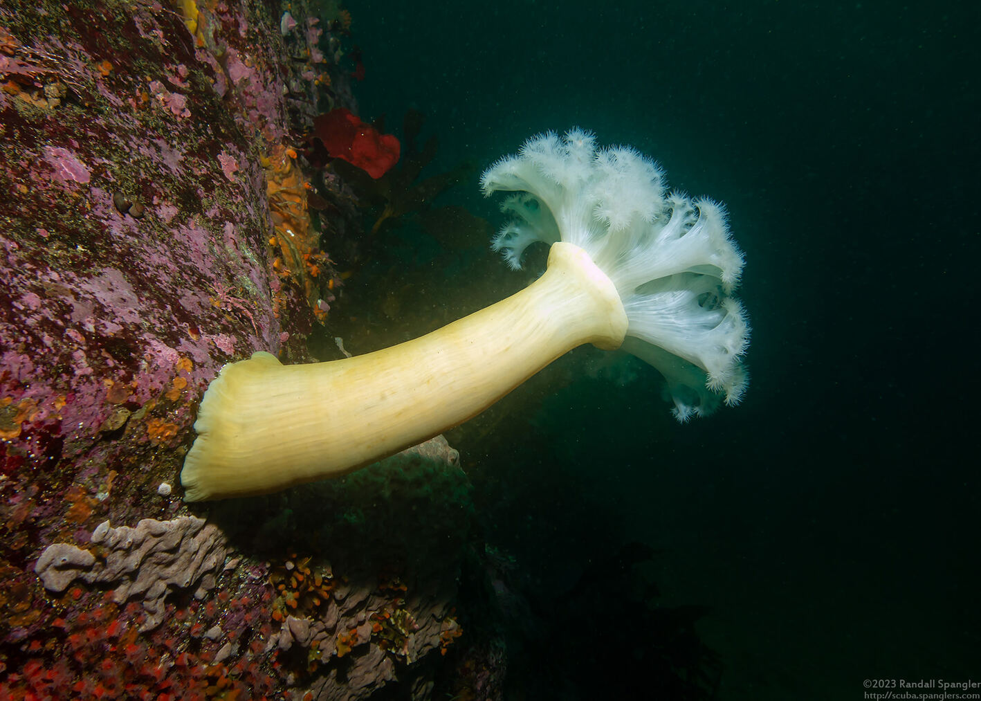 Metridium farcimen (White-Plumed Anemone); Lone Metridium at Point Lobos