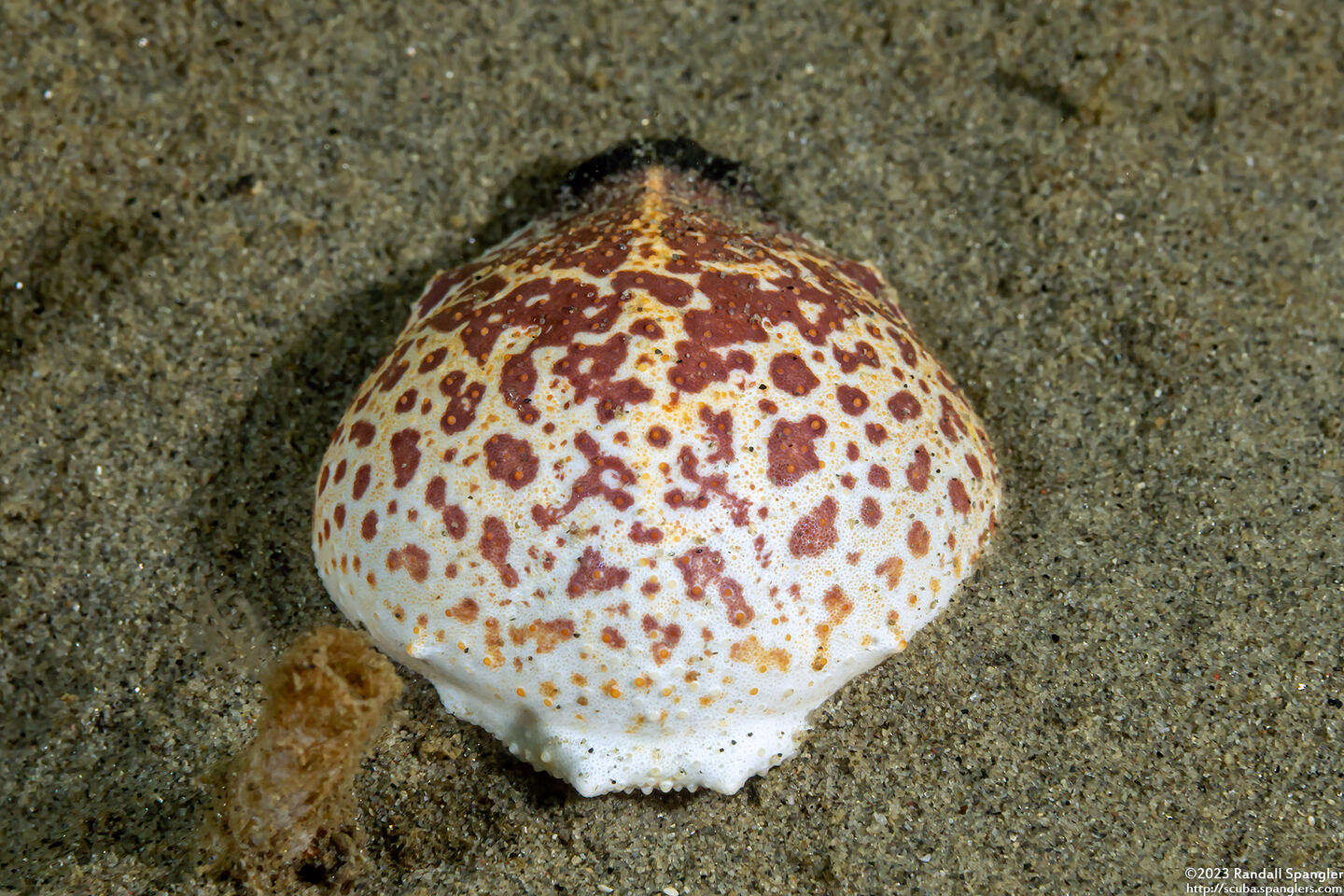 Randallia ornata (Purple Globe Crab); Crab molt / carapace