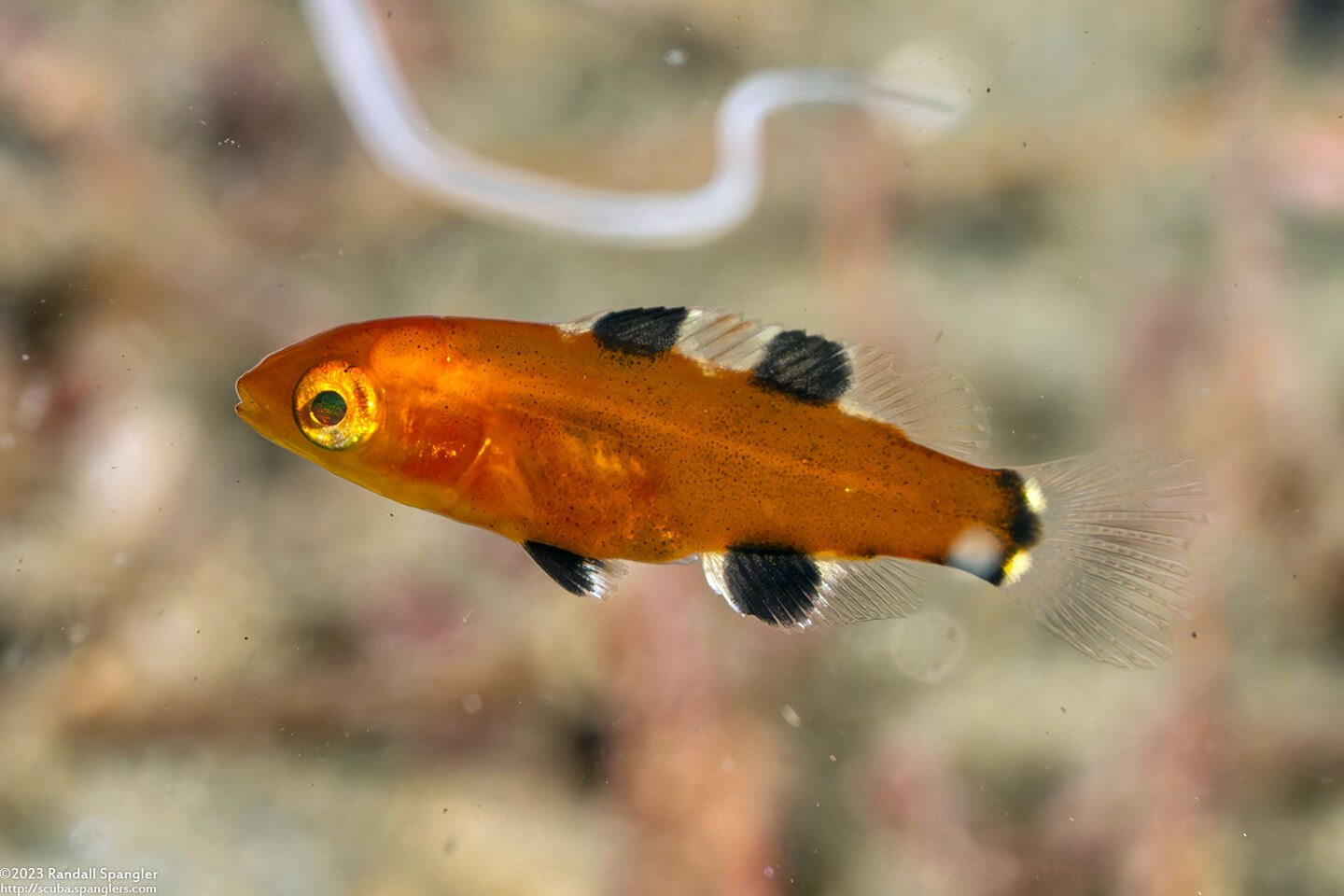 Semicossyphus pulcher (California Sheephead); Tine juvenile, less than 1" long