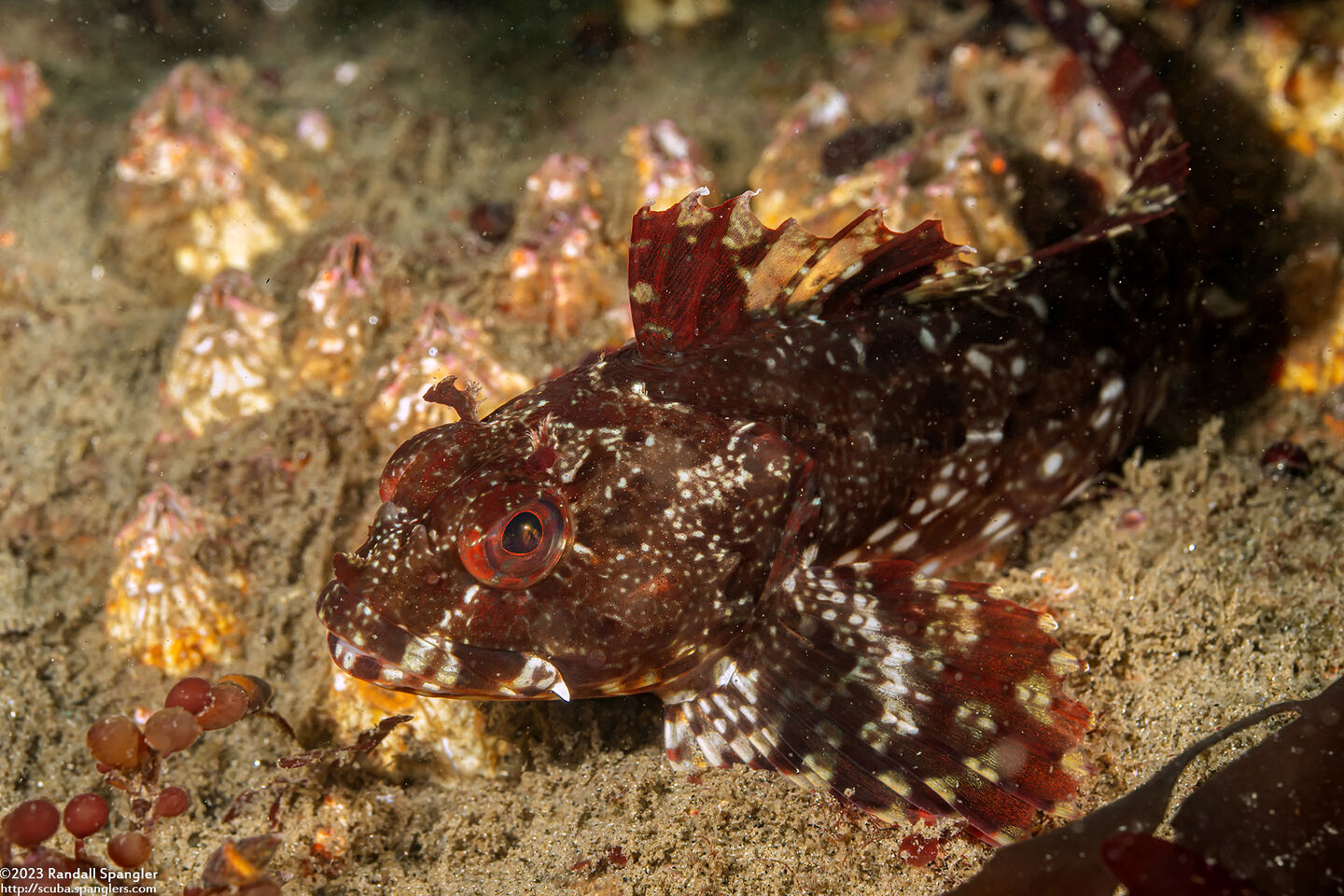 Scorpaenichthys marmoratus (Cabezon)