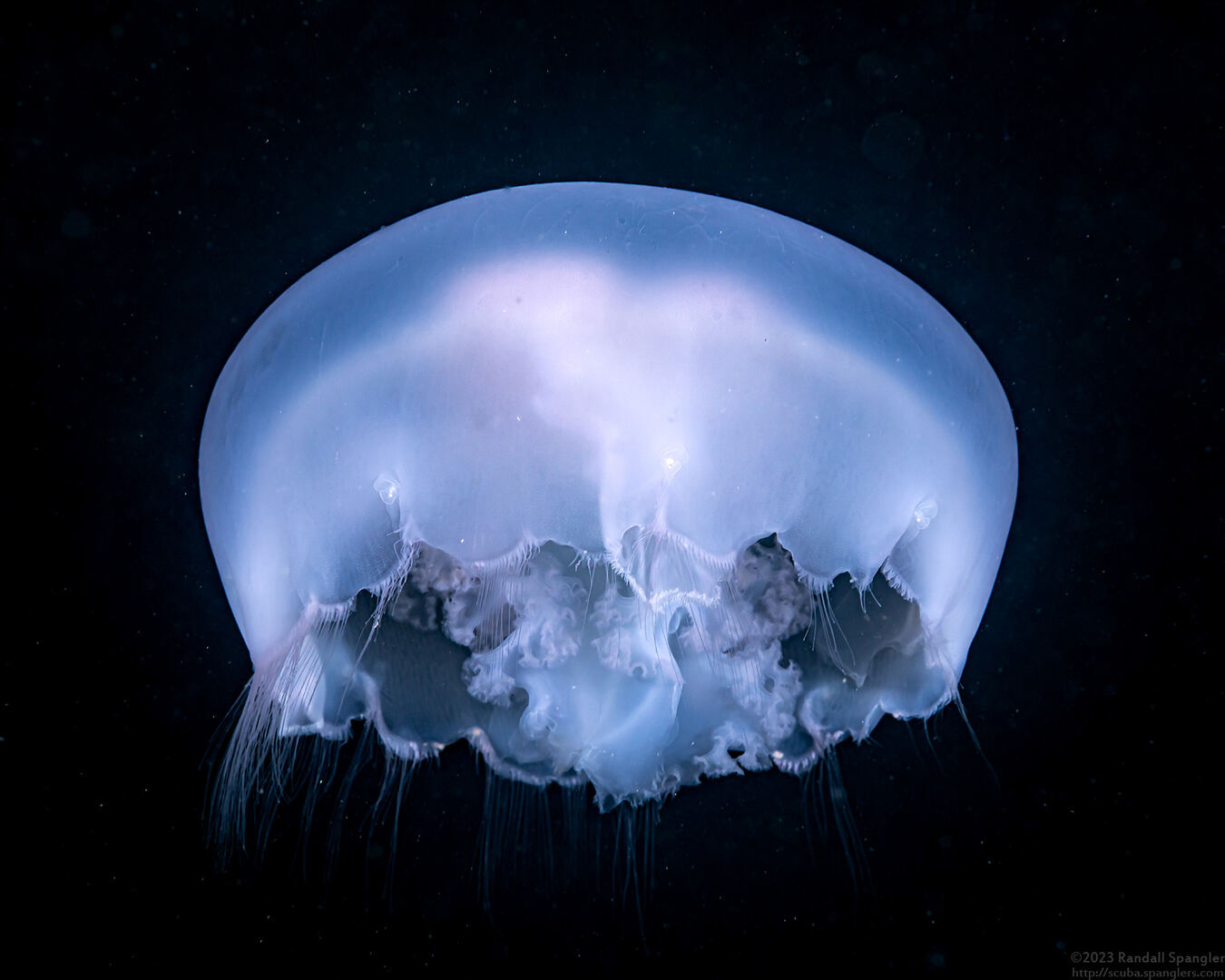 Aurelia aurita (Moon Jelly)