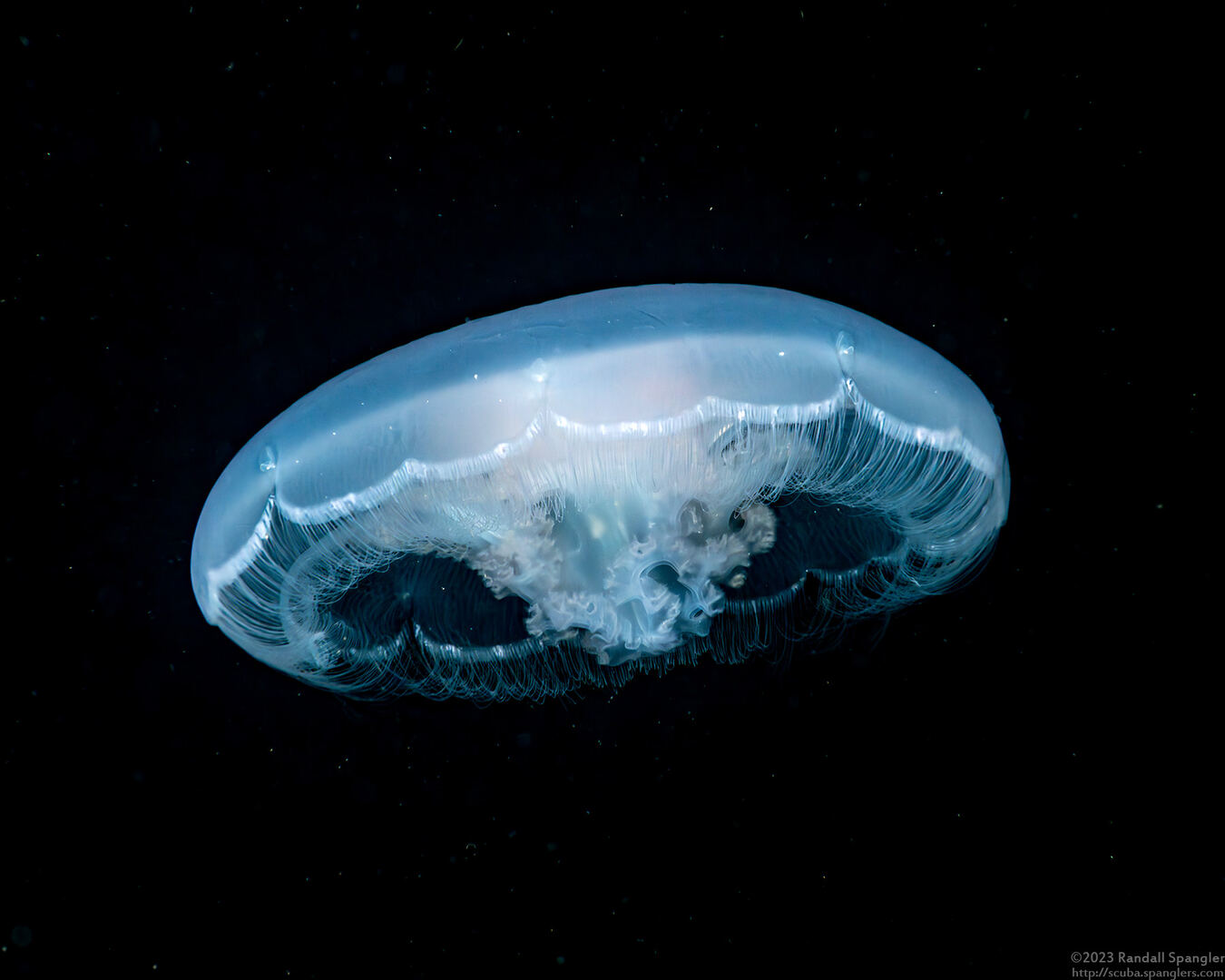 Aurelia aurita (Moon Jelly)