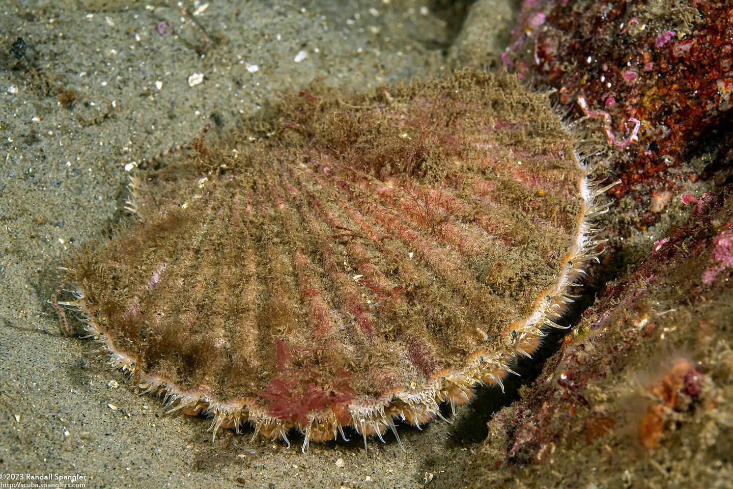 Patinopecten caurinus (Giant Pacific Scallop)