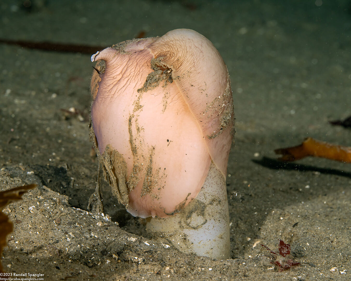 Neverita lewisii (Lewis's Moon Snail); Eating a geoduck