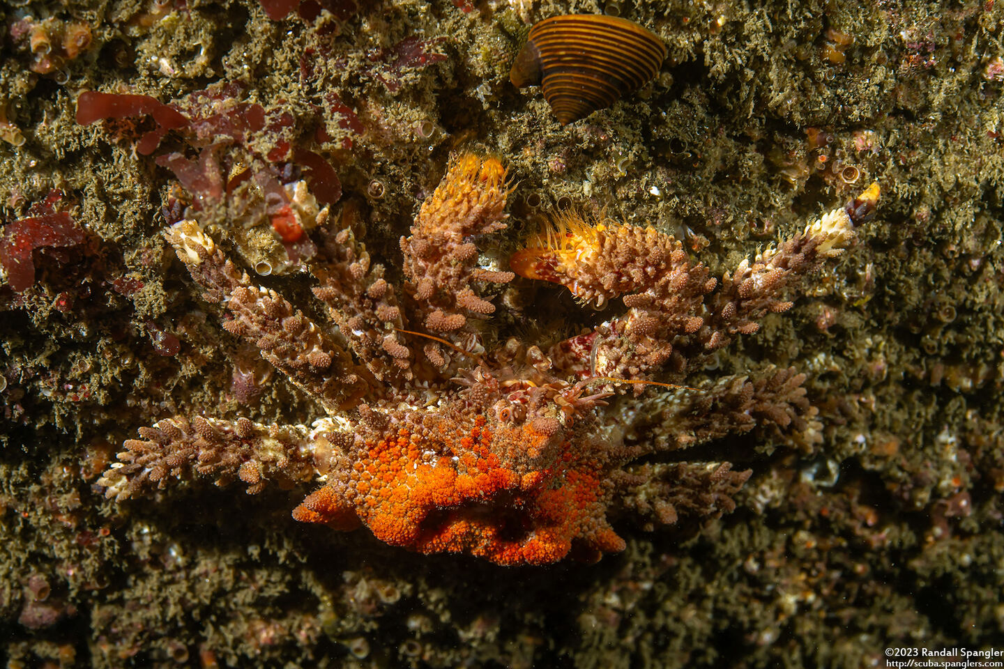 Phyllolithodes papillosus (Heart Crab)