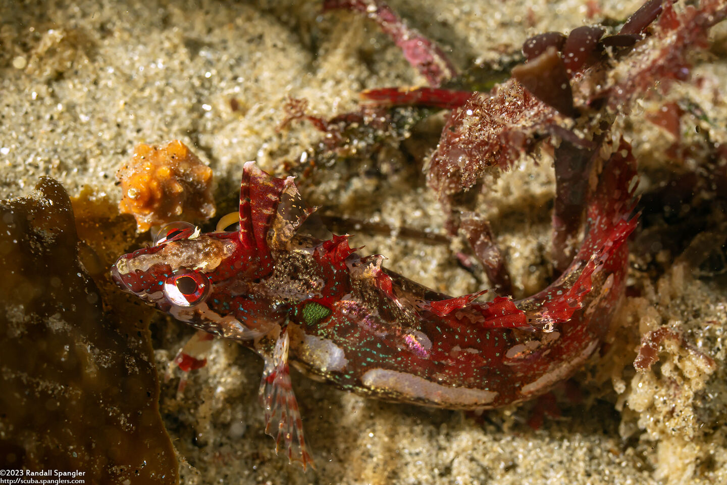 Gibbonsia montereyensis (Crevice Kelpfish)