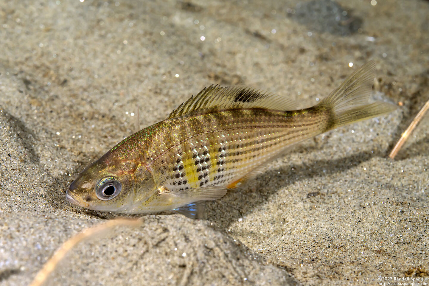Cymatogaster aggregata (Shiner Perch)
