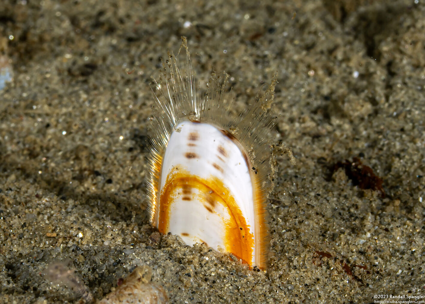 Glottidia albida (Stalked Brachiopod)