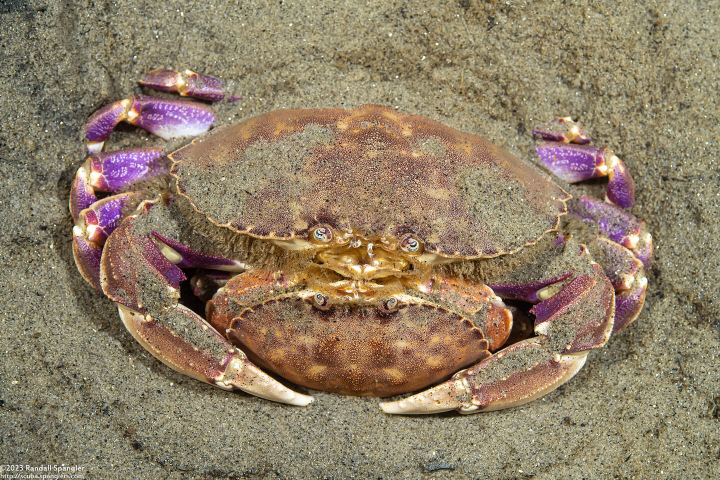Metacarcinus gracilis (Graceful Crab)