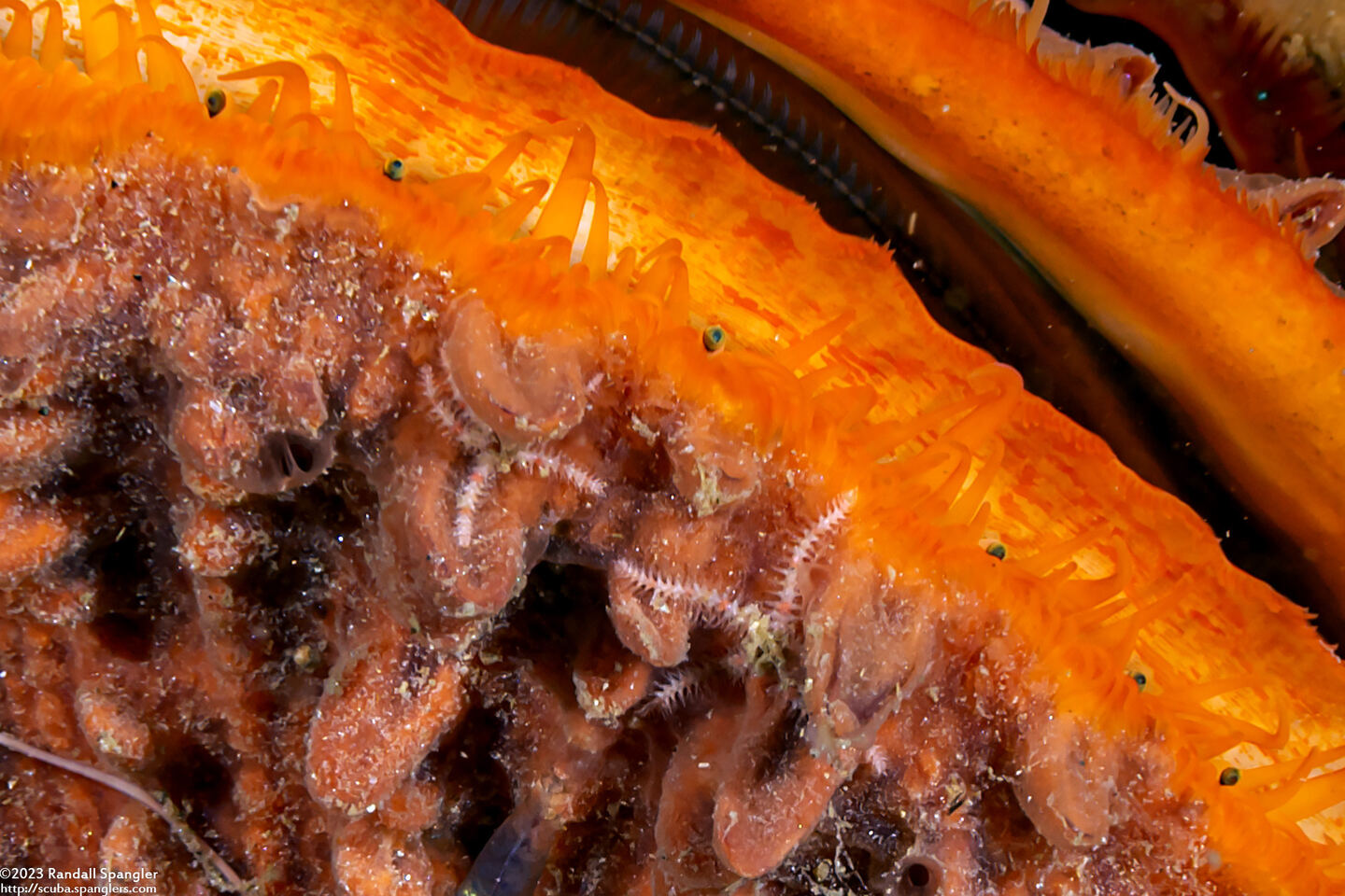 Ophiactis simplex (Ophiactis Simplex)