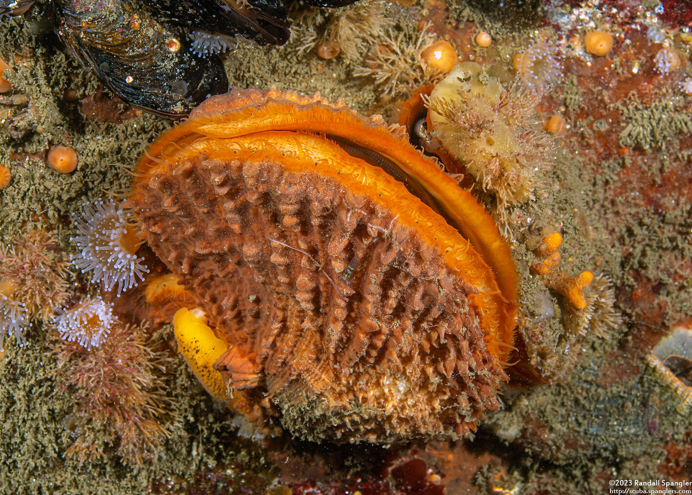 Crassadoma gigantea (Rock Scallop)